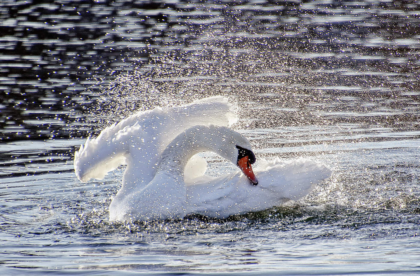 Лебединая водная феерия