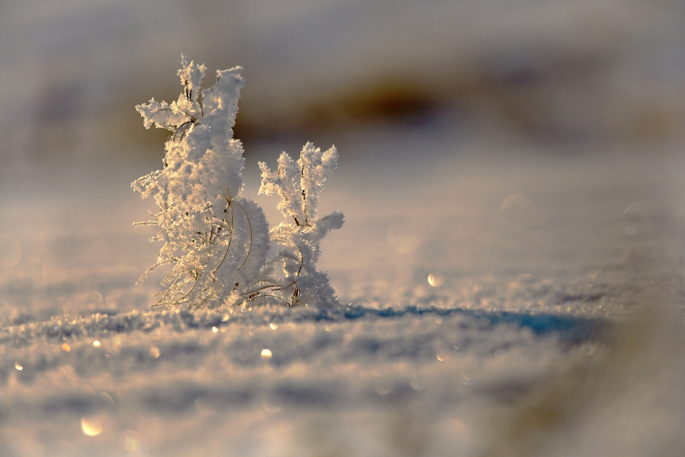 Снежная семейка...