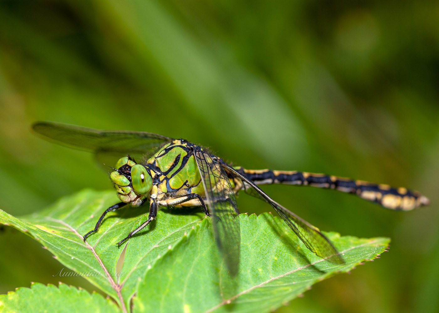 Булавобрюх.