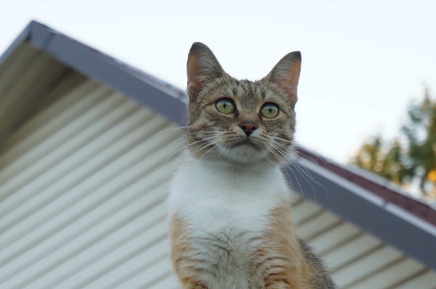 Впередсмотрящий
