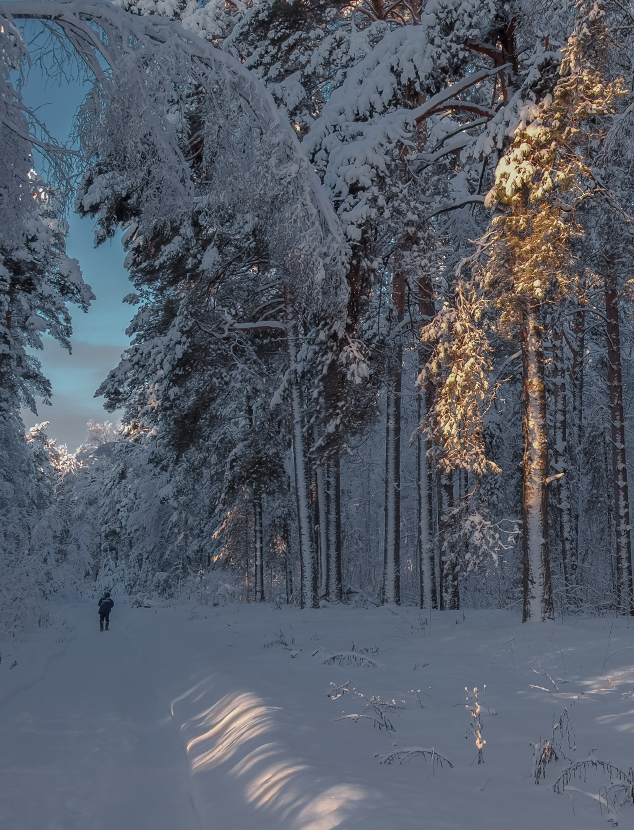 Утро в лесу