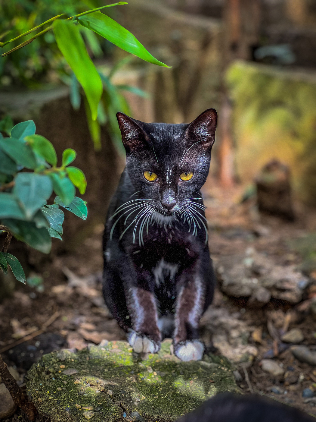 Уличный обитатель