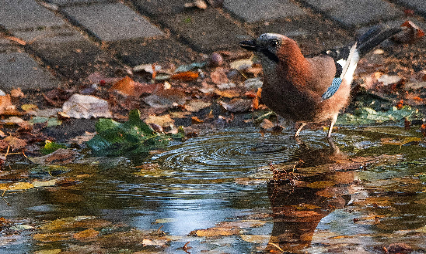 Сойка и лужа.