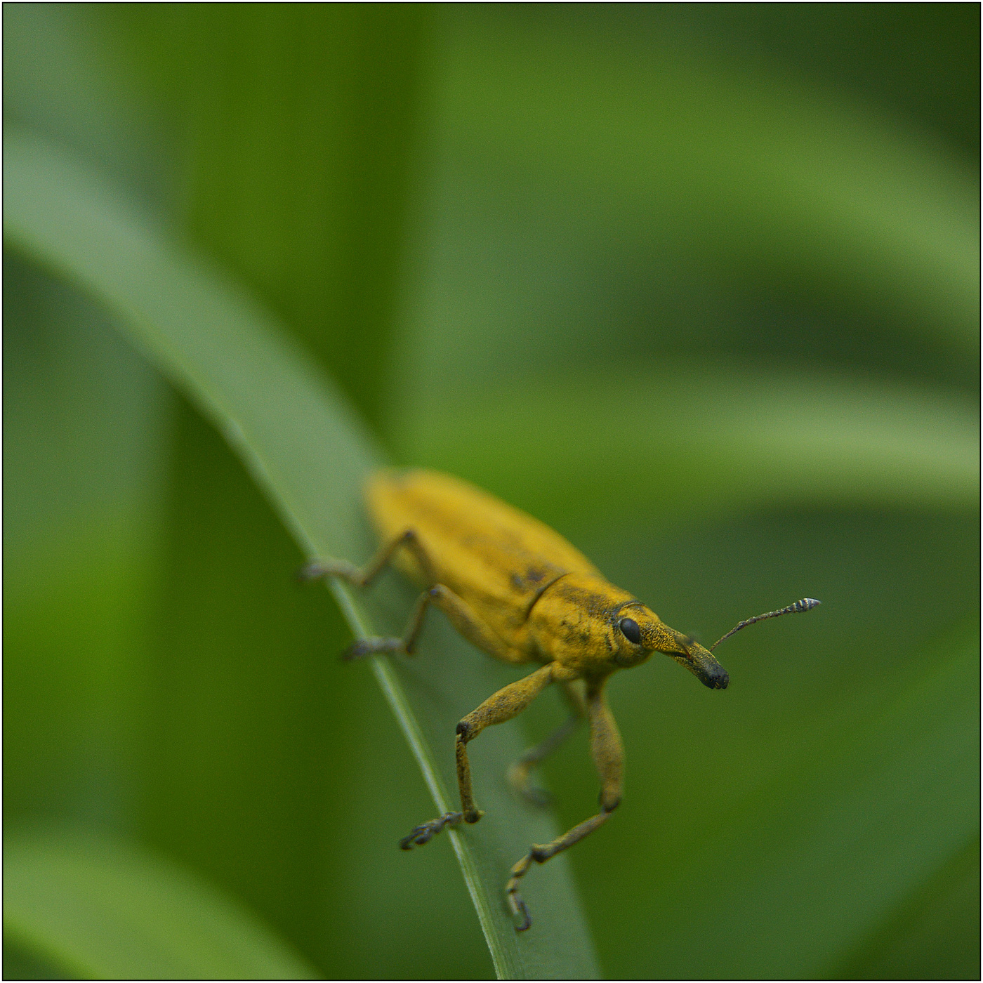 Высоких трав дороги.