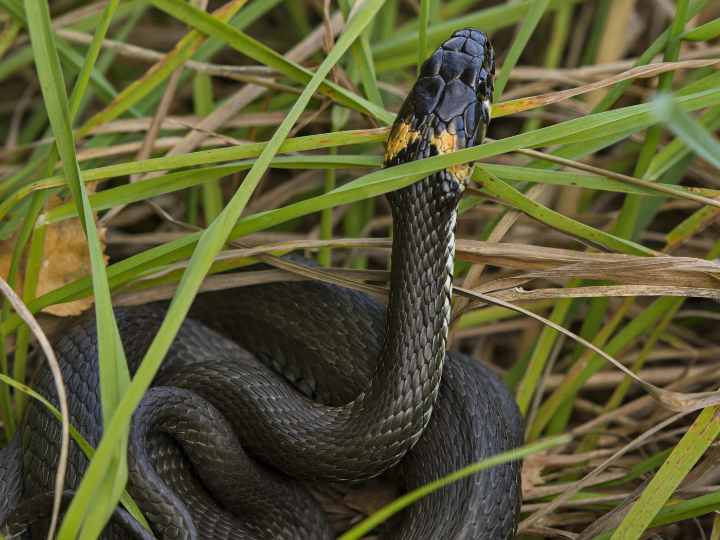 С Новым гогдом