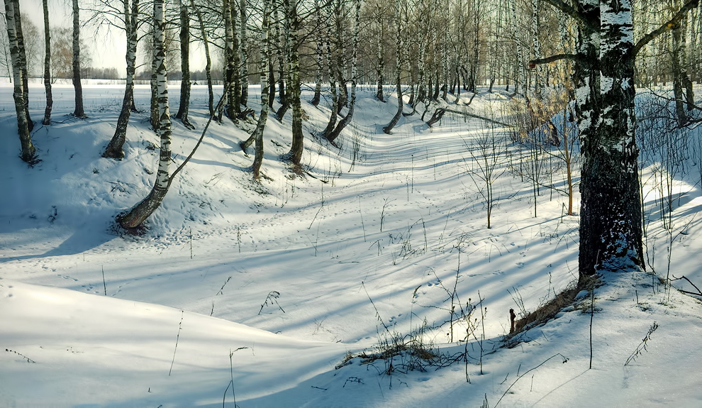 Берёзки на снегу.