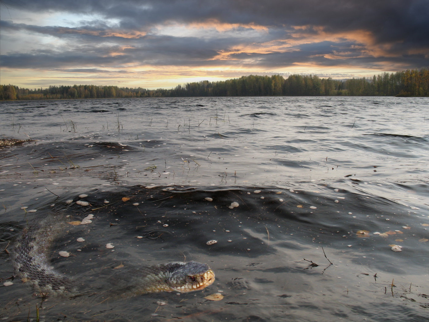 Новогодняя шутка