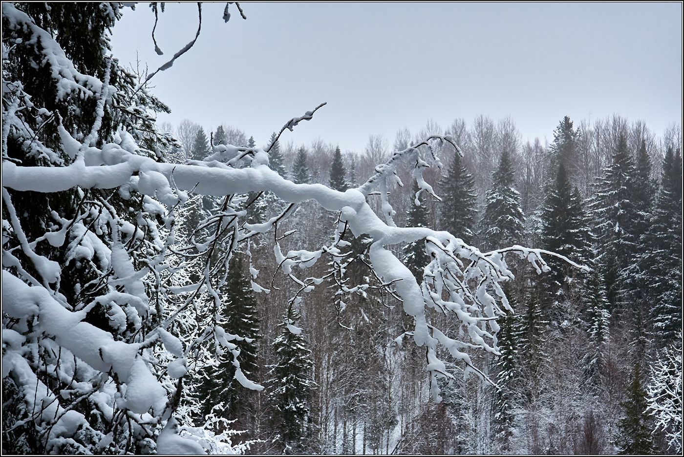 Январь вступил в свои права.