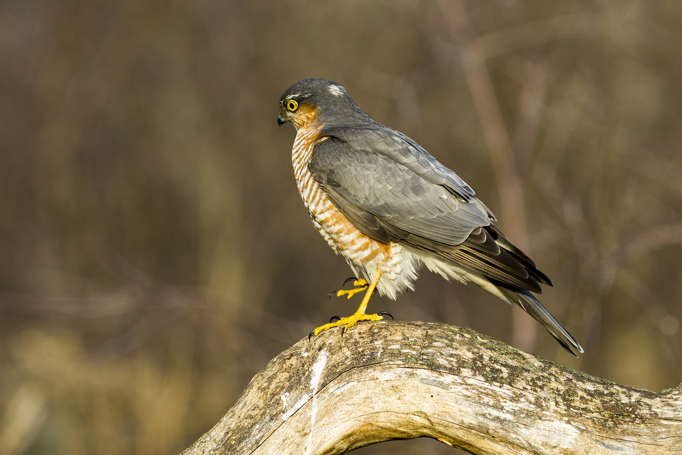 Ястреб-перепелятник