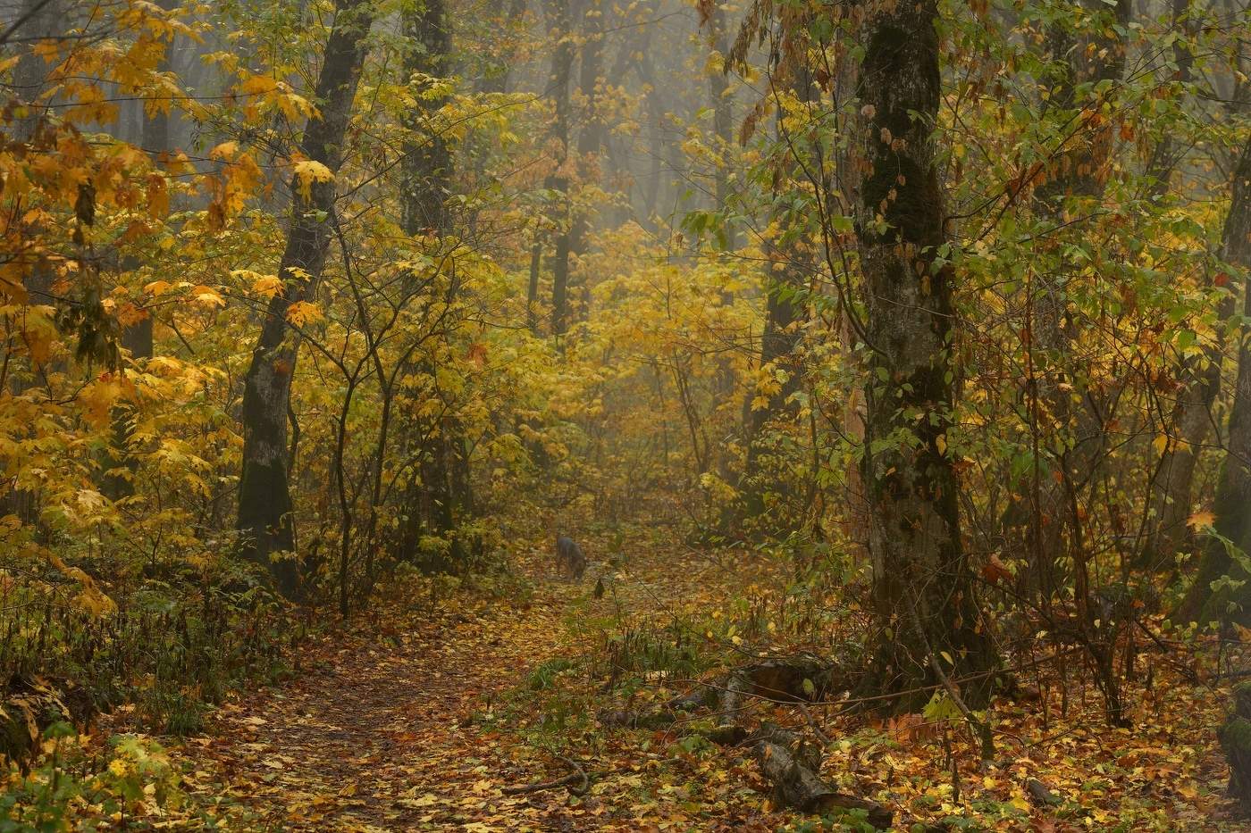 Утро в лесу