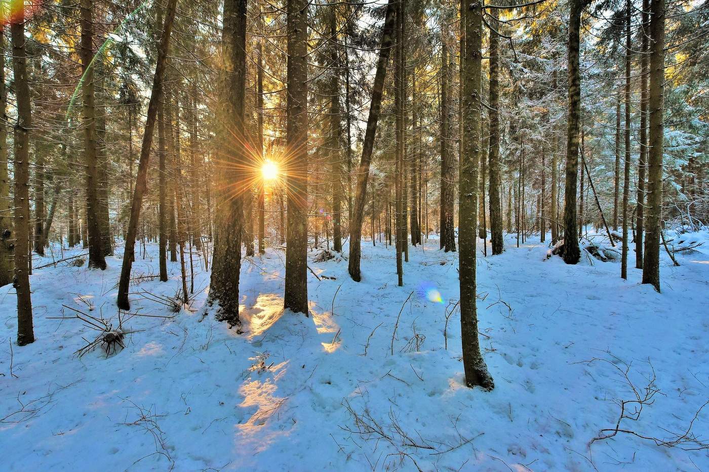 Заблудившееся между двух сосен ...