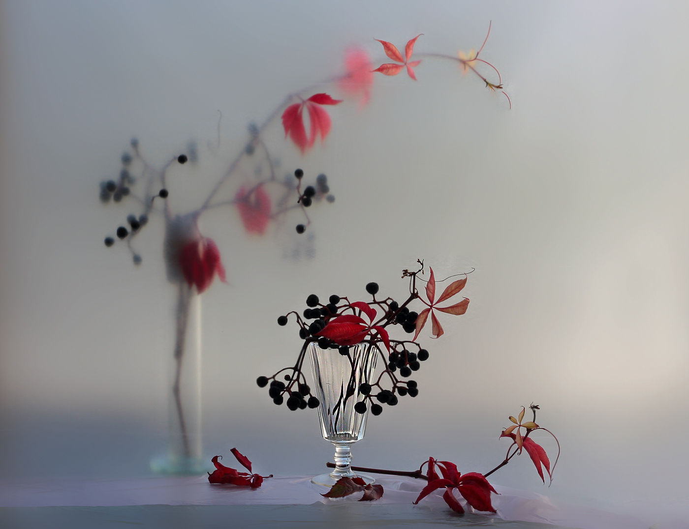 Девичий виноград