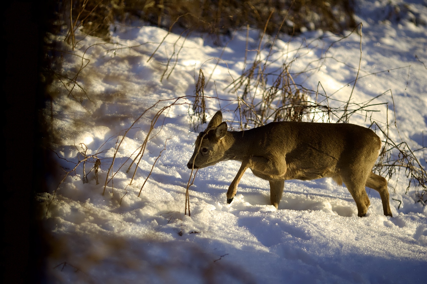 робкий гость