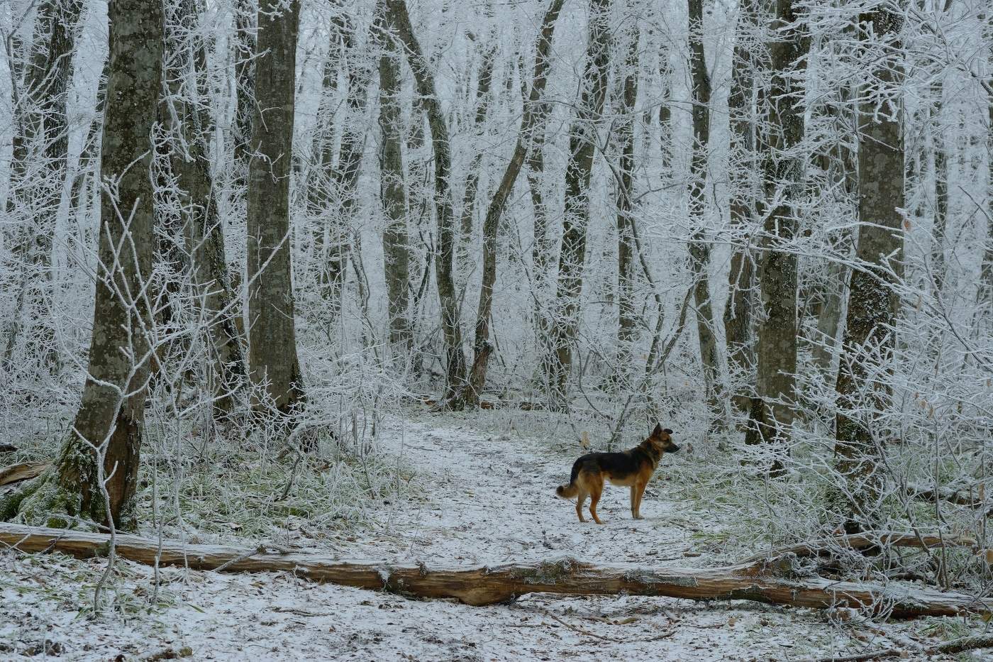 Волшебный лес