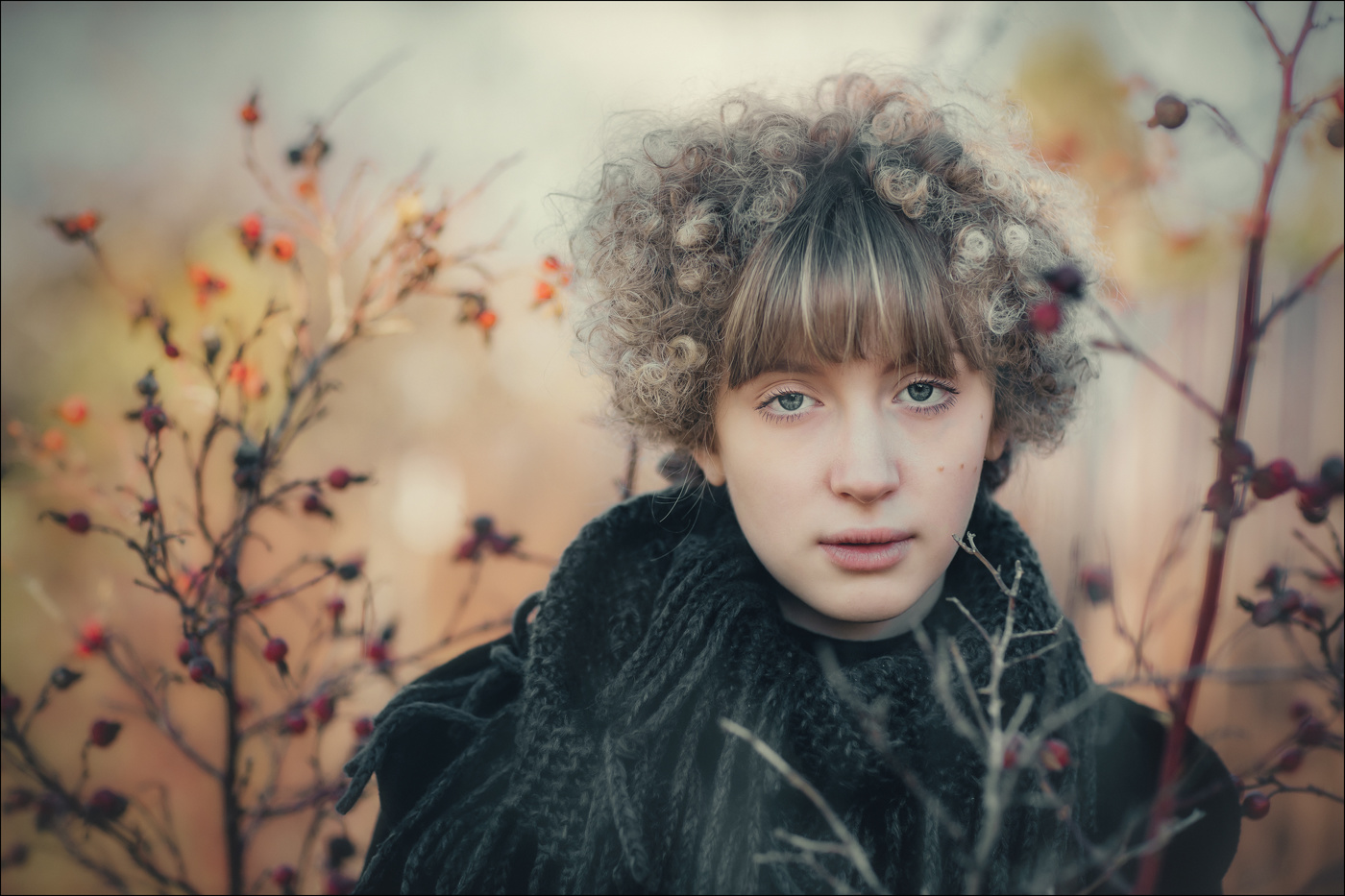 Шиповник. Теплый ноябрь.