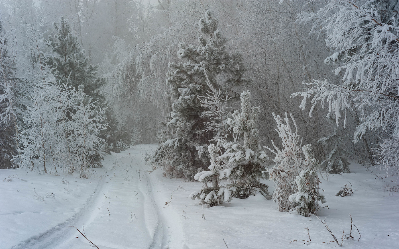 Все вокруг белым-бело! Много снега намело!