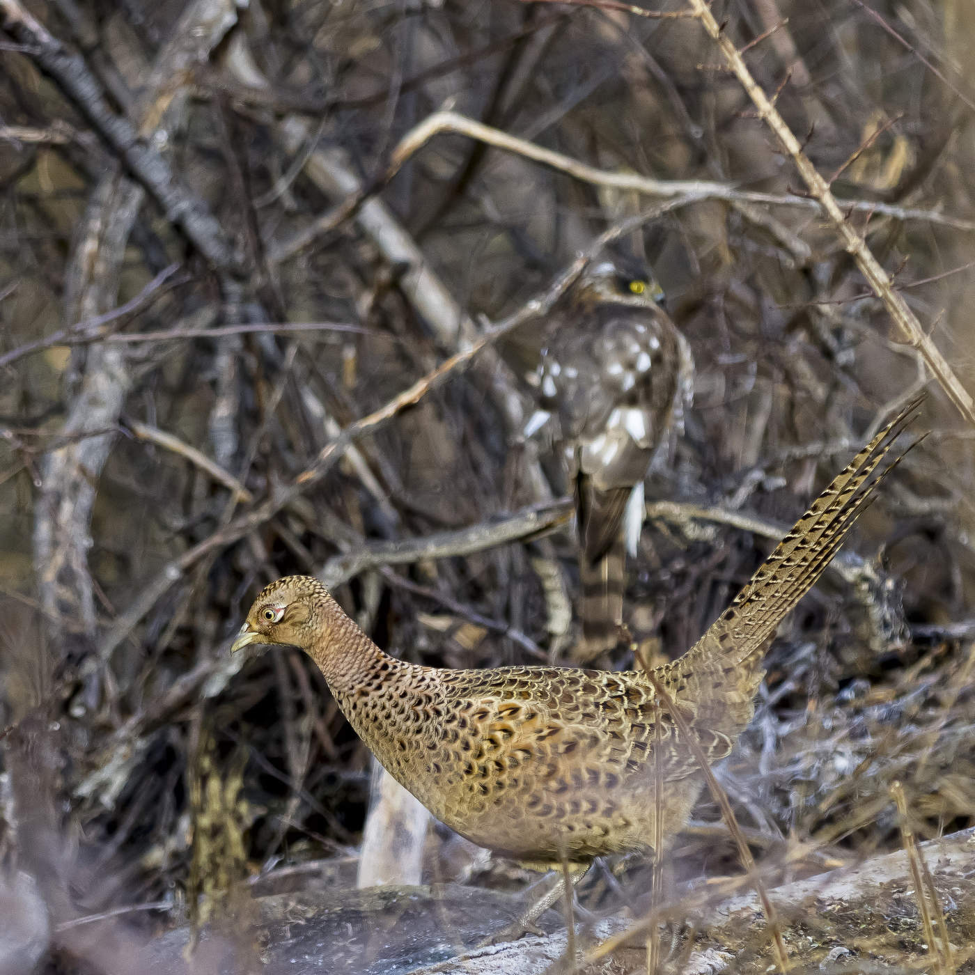 Охотник отдыхает!