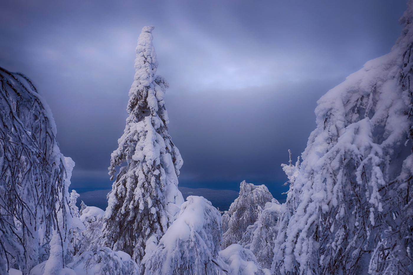 Сказочный лес под Рождество