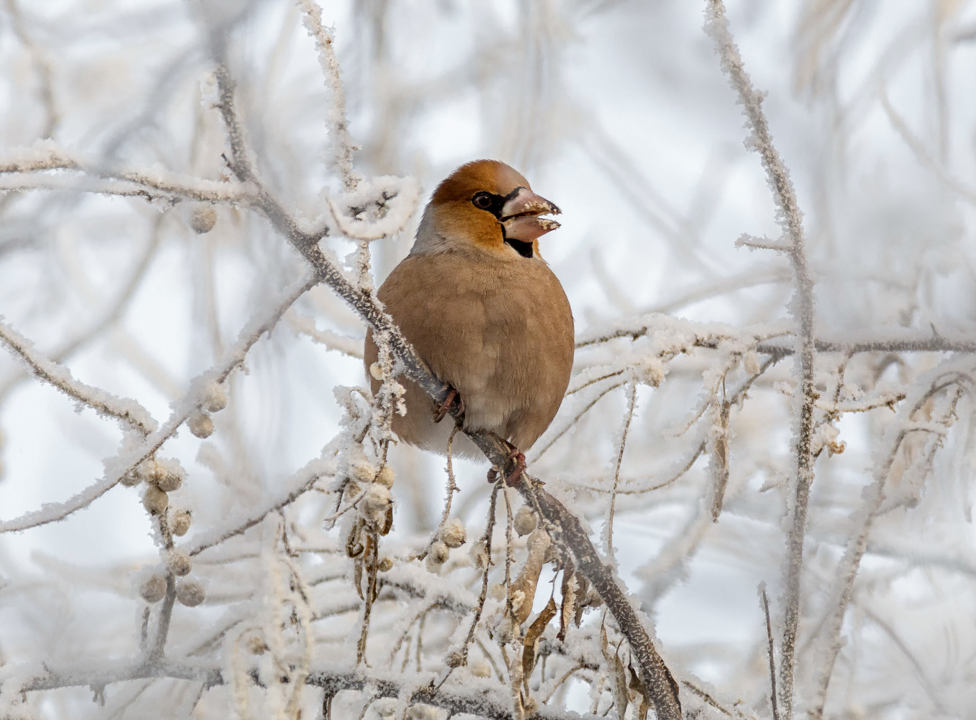 Дубонос обедает.