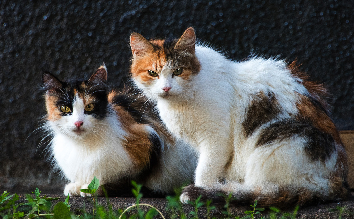 Дочки-матери.