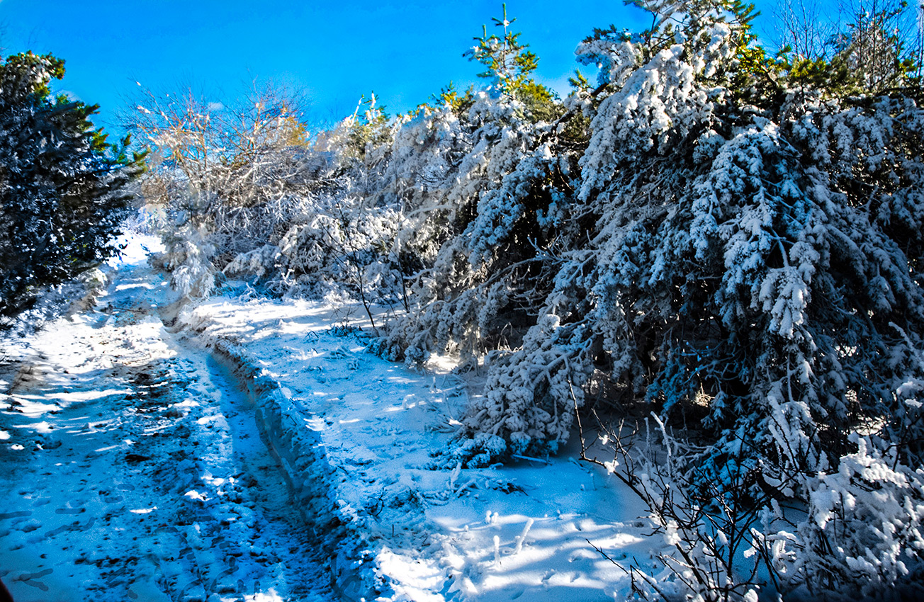 Зимняя трпа