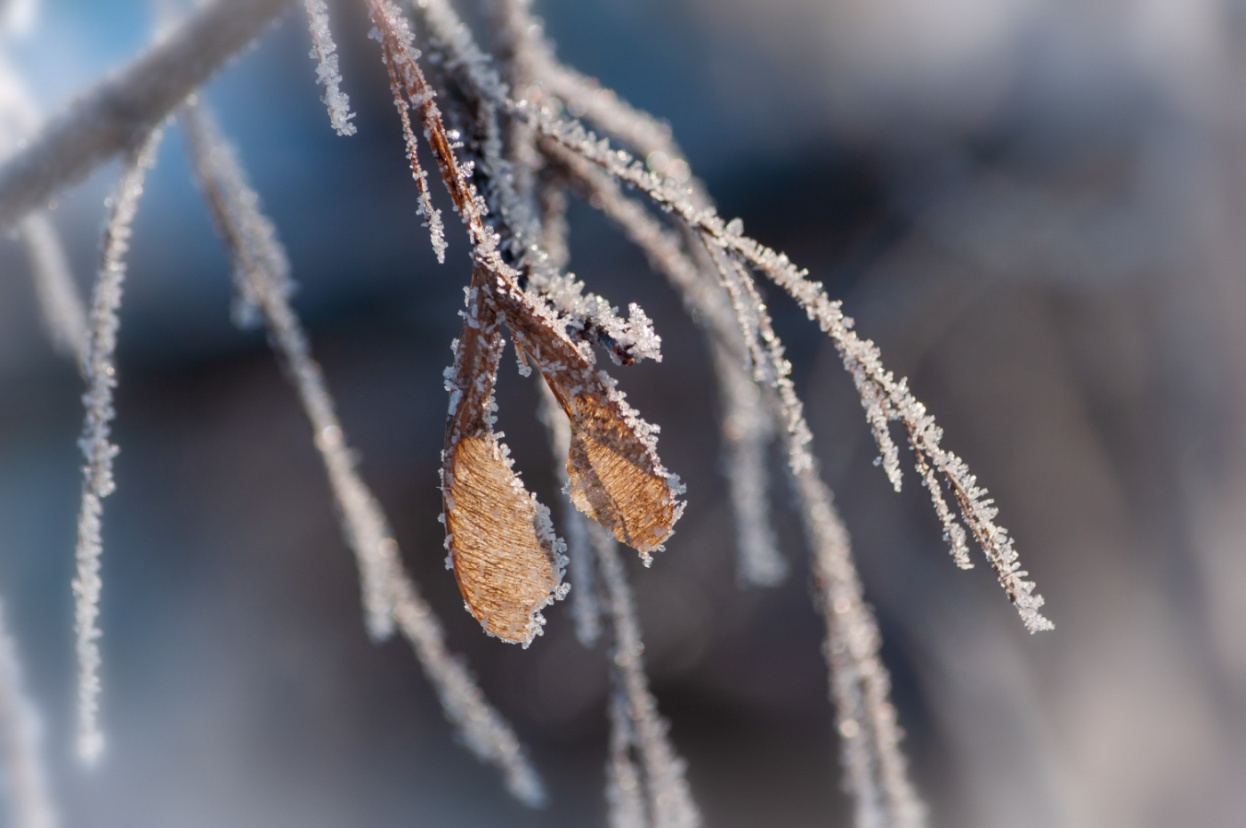 На ветках иней серебрился...