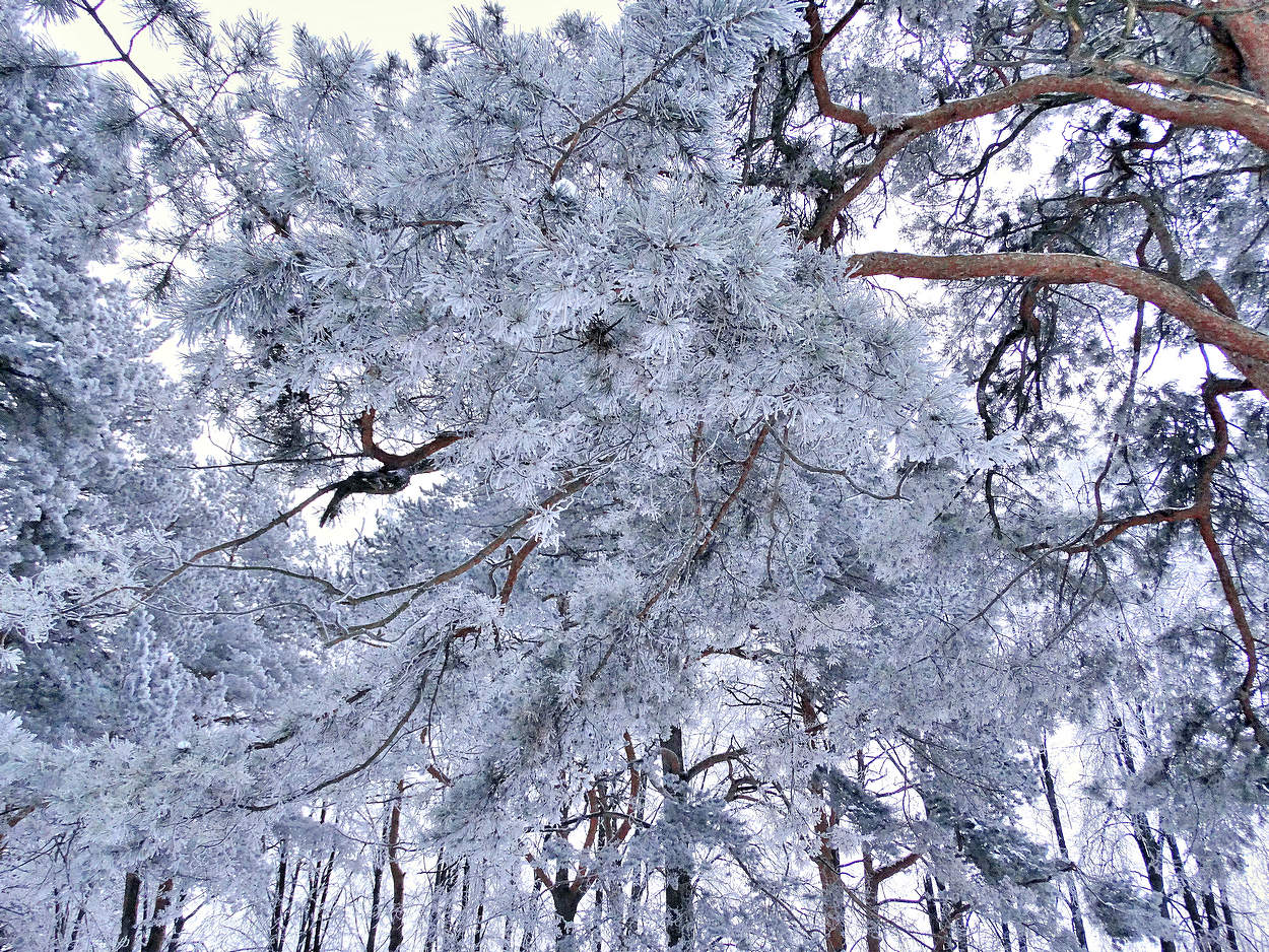 Рождественские природные украшения