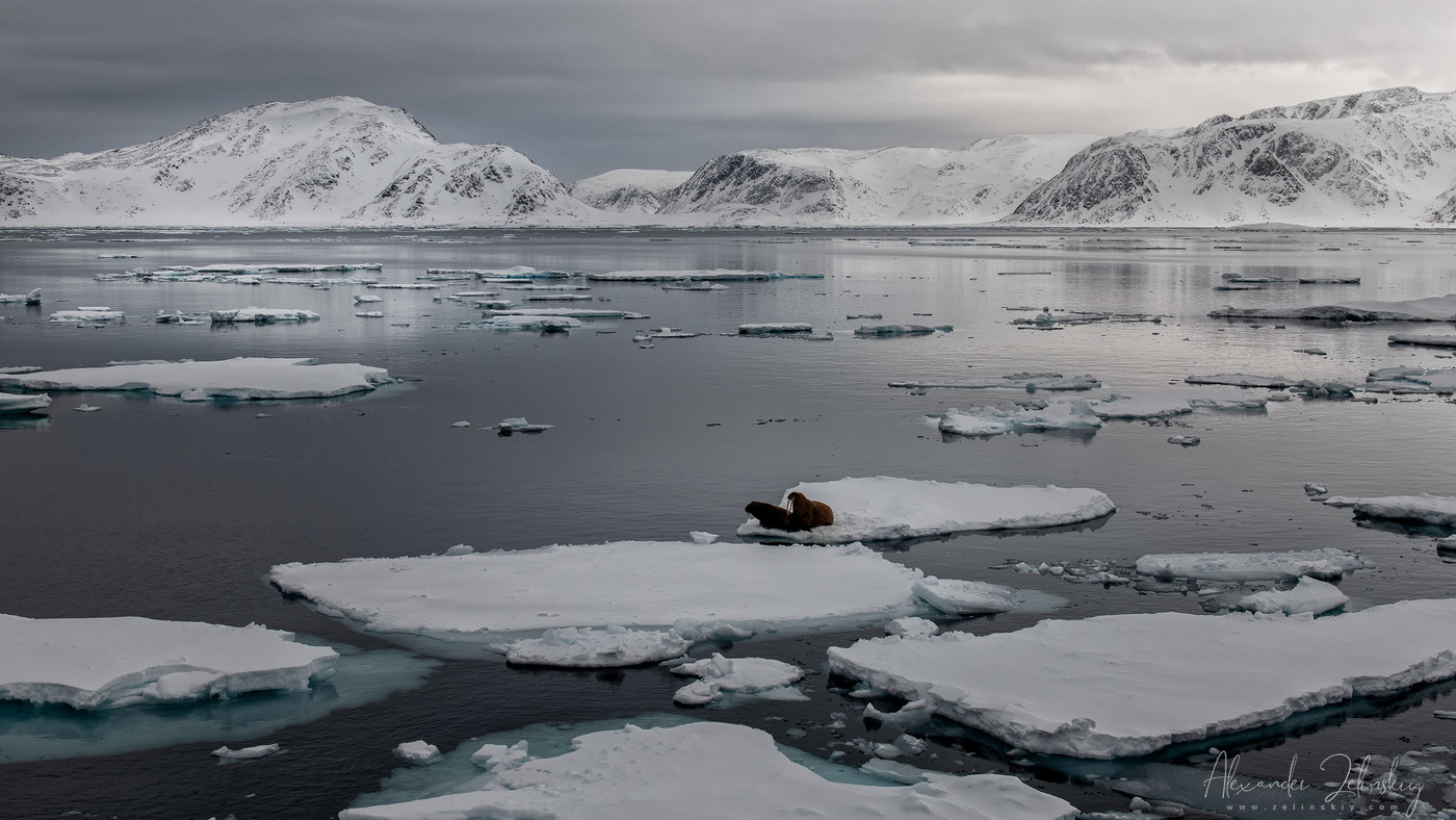 Среди льдов