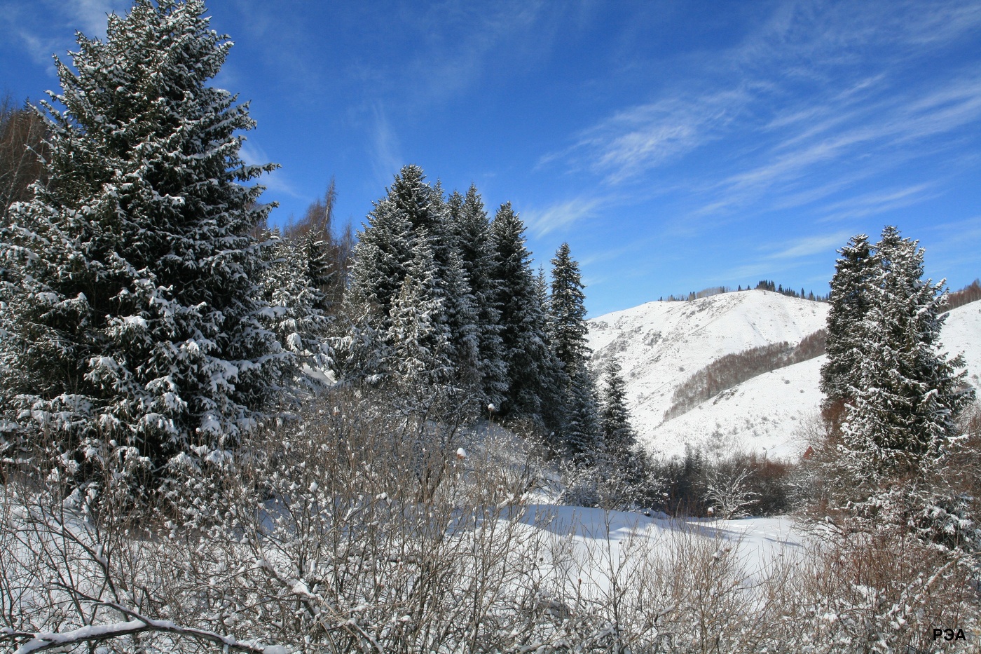 Высокогорные особы