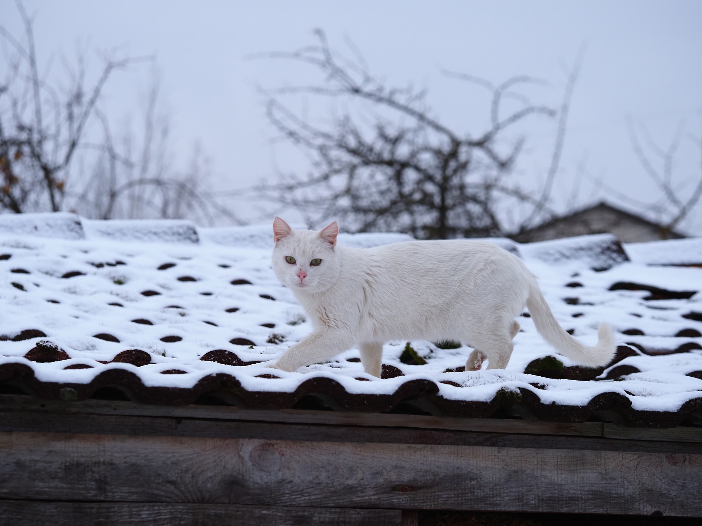 кот на крыше