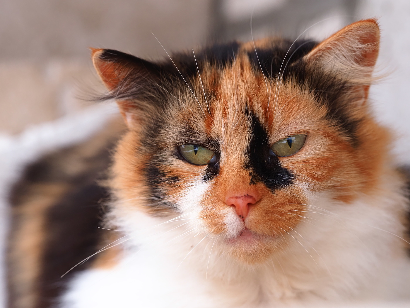 цветной кот