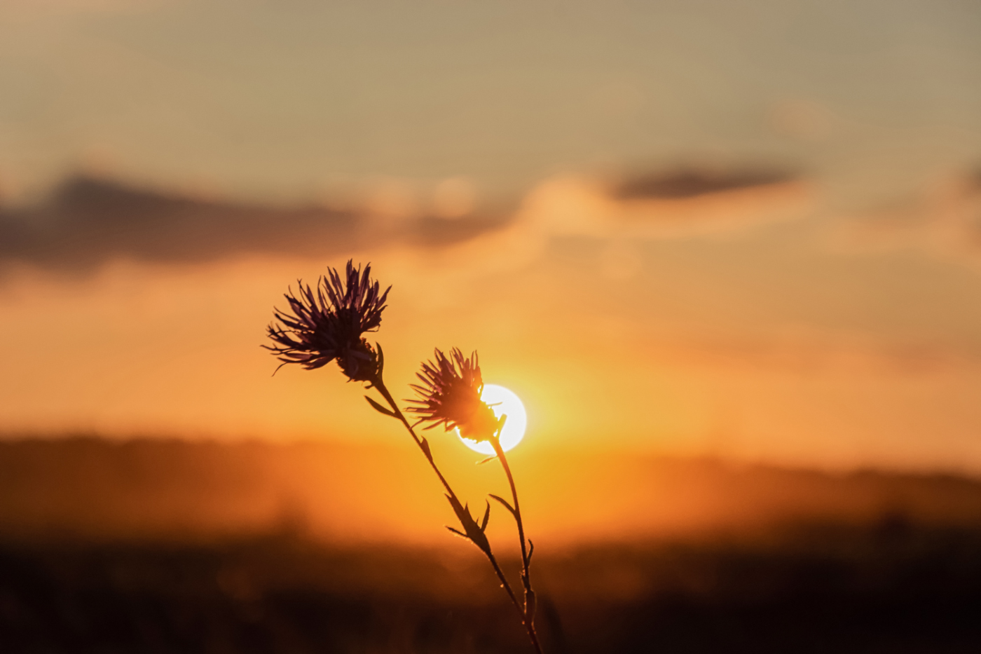 Солнечное соло для двоих...