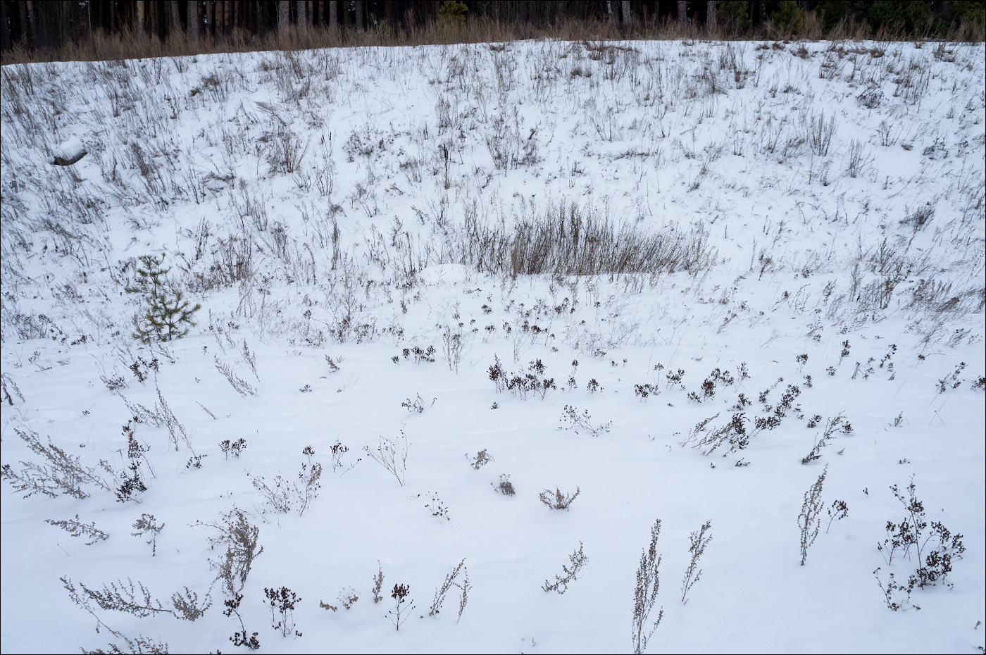 Альманах "Травы России"