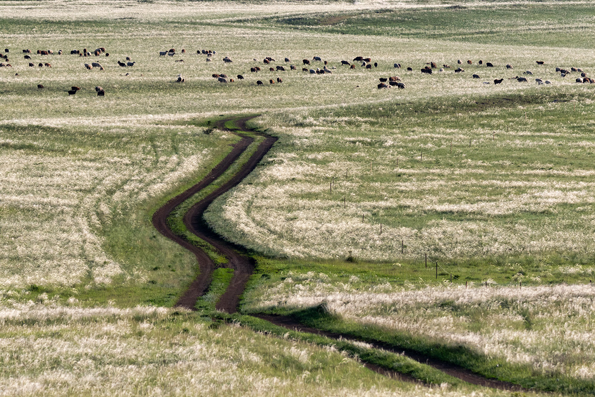Через степь ковыльную