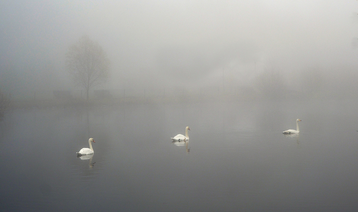 Лебединое озеро