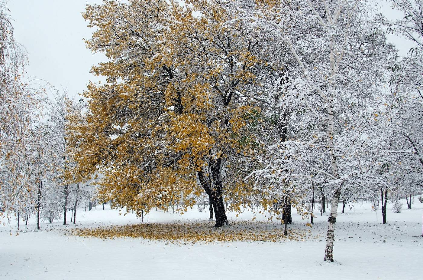 Кден ты мой опавший