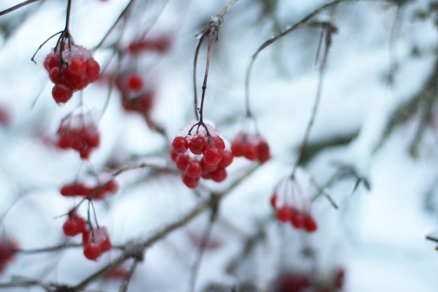 Красное на белом