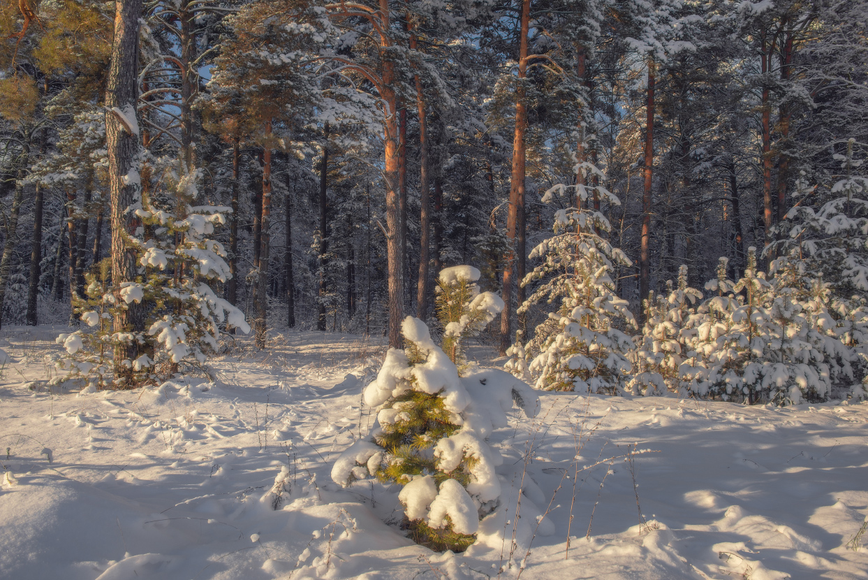 Здесь заяц ночью пробегал