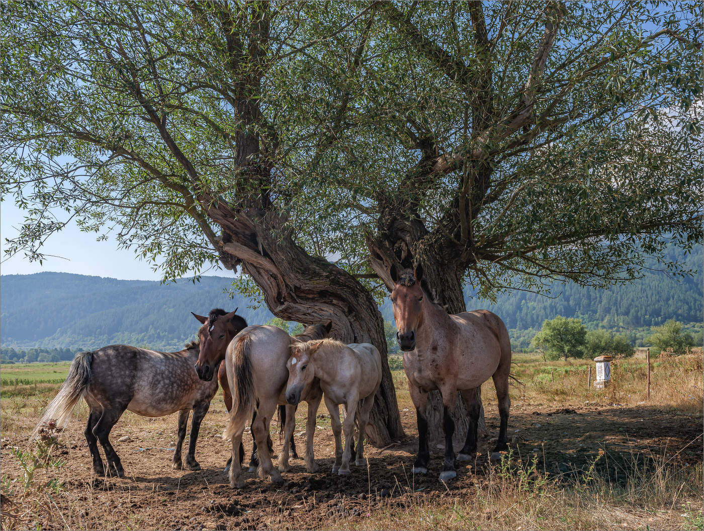 Спасительная тень