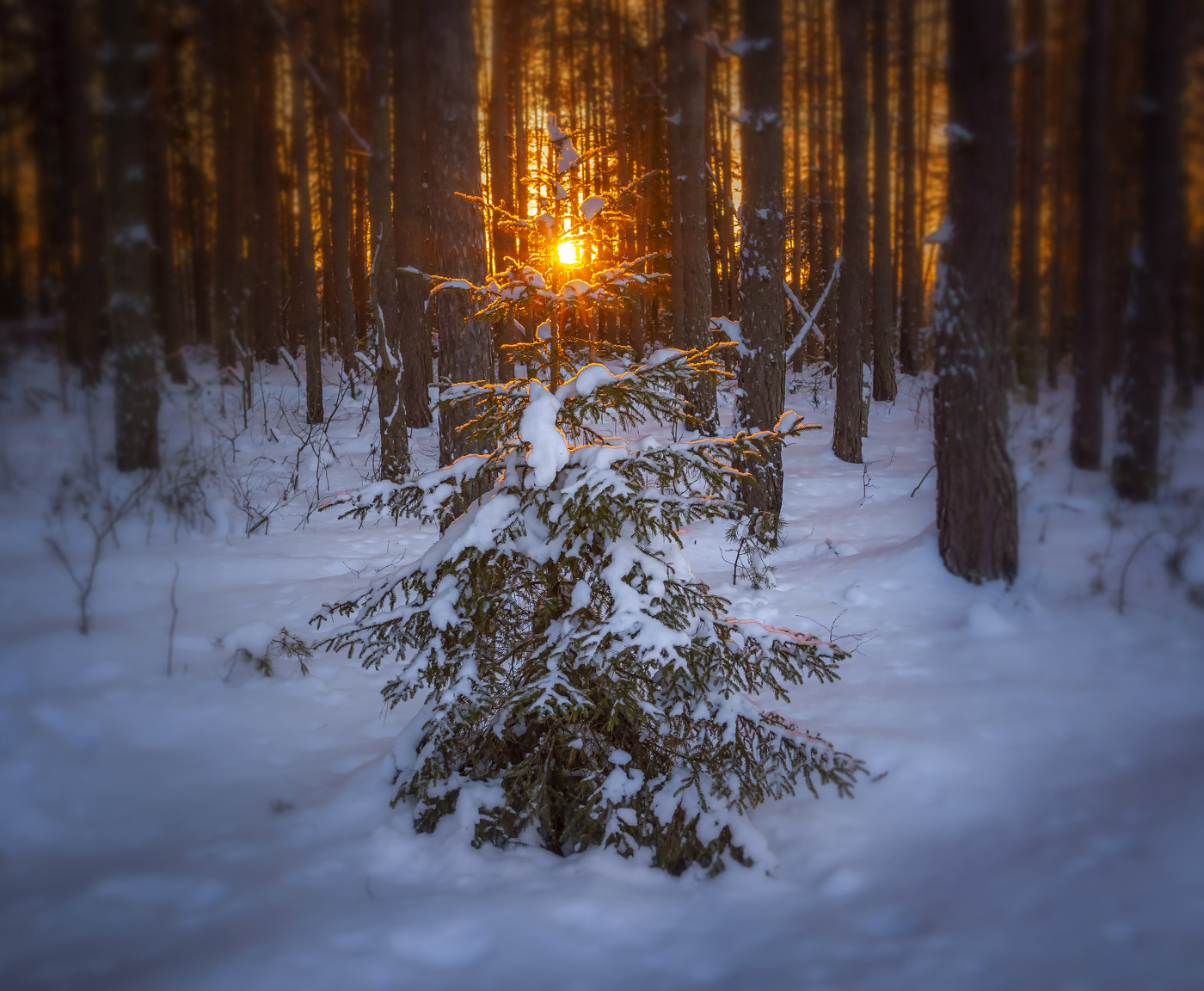 Ёлочка и огонёк.