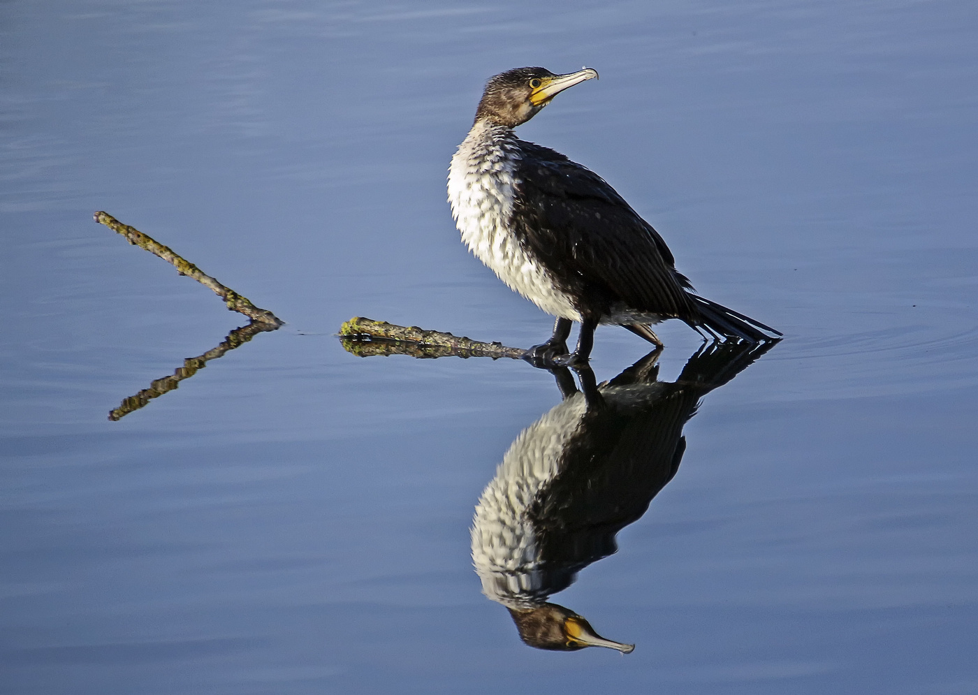 Два баклана