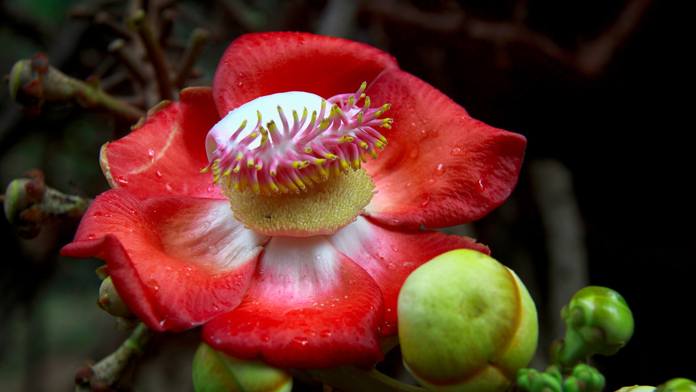 Курупита гвианская