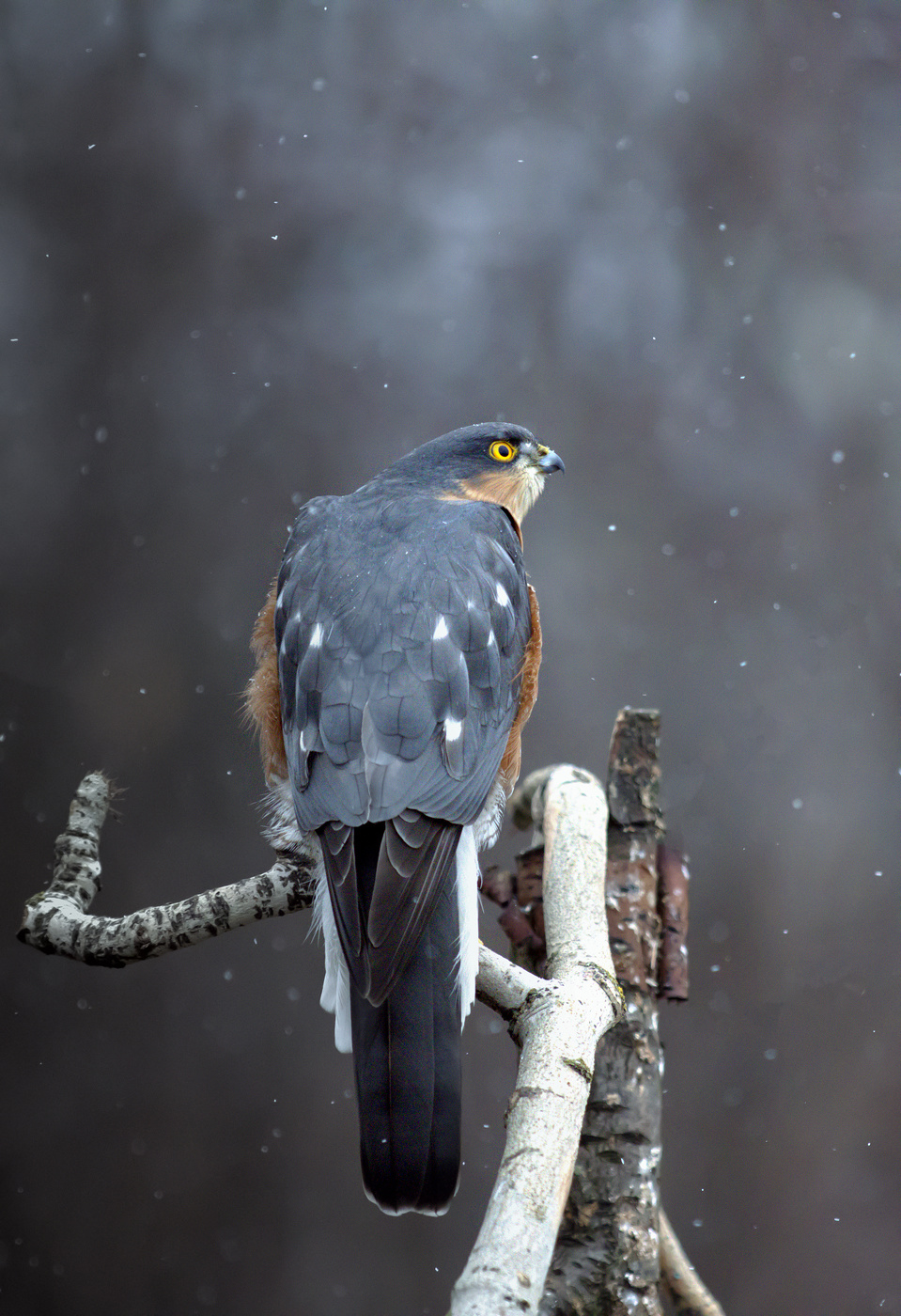 На изготовке