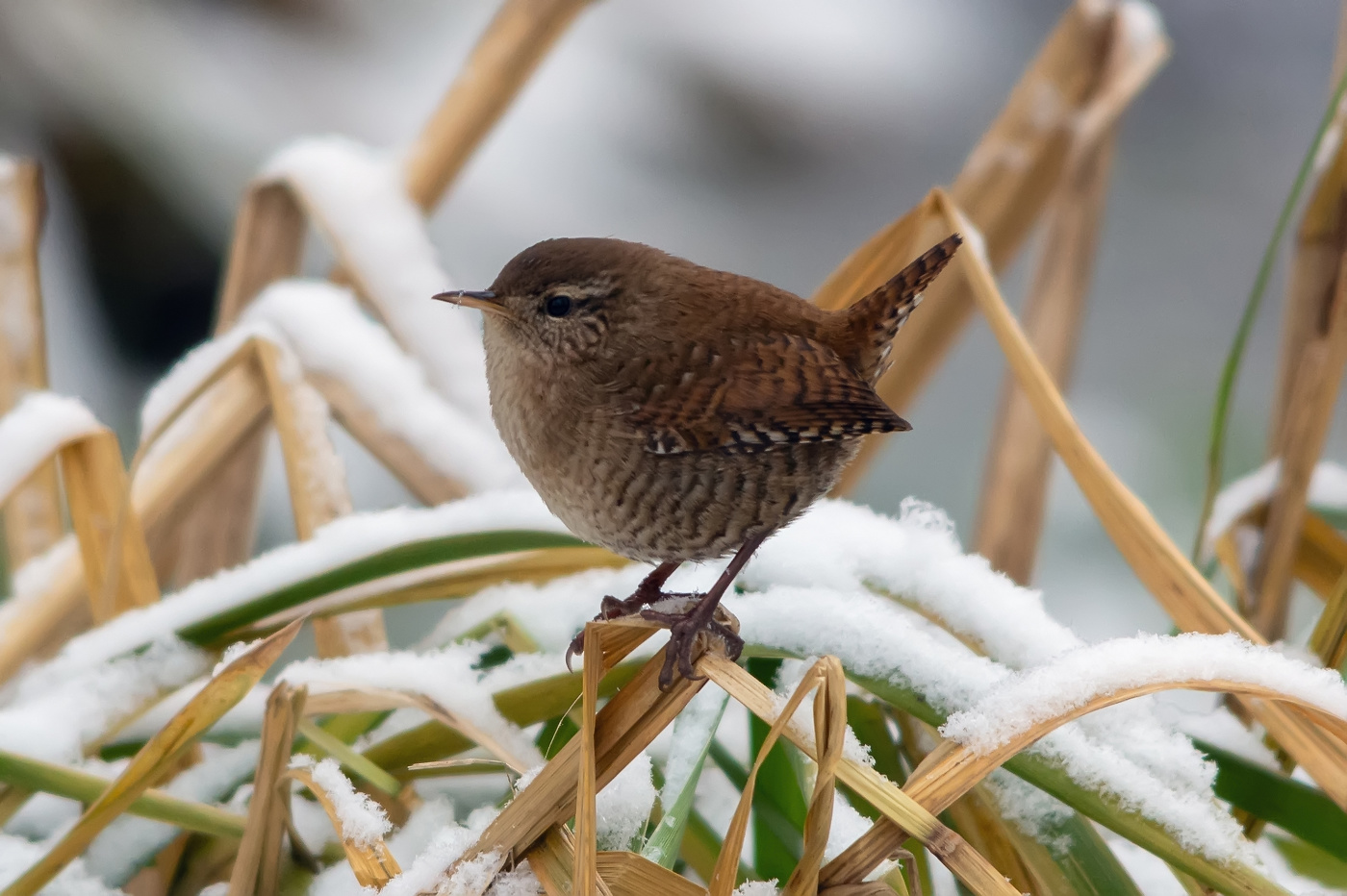 на зимнем Дону