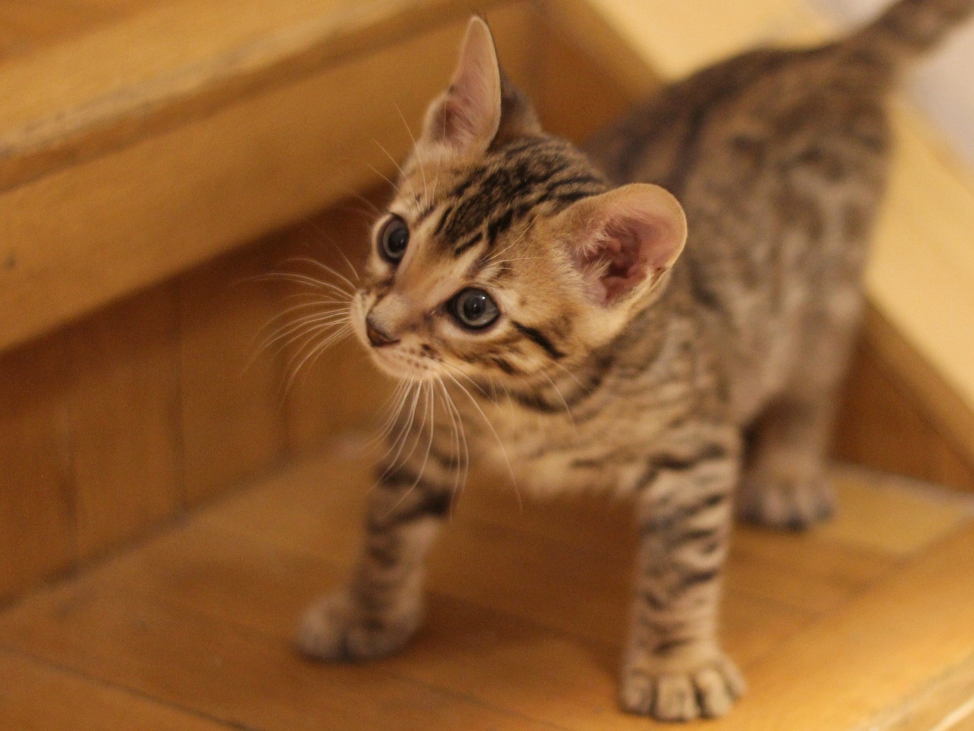 Бенгальский котейка