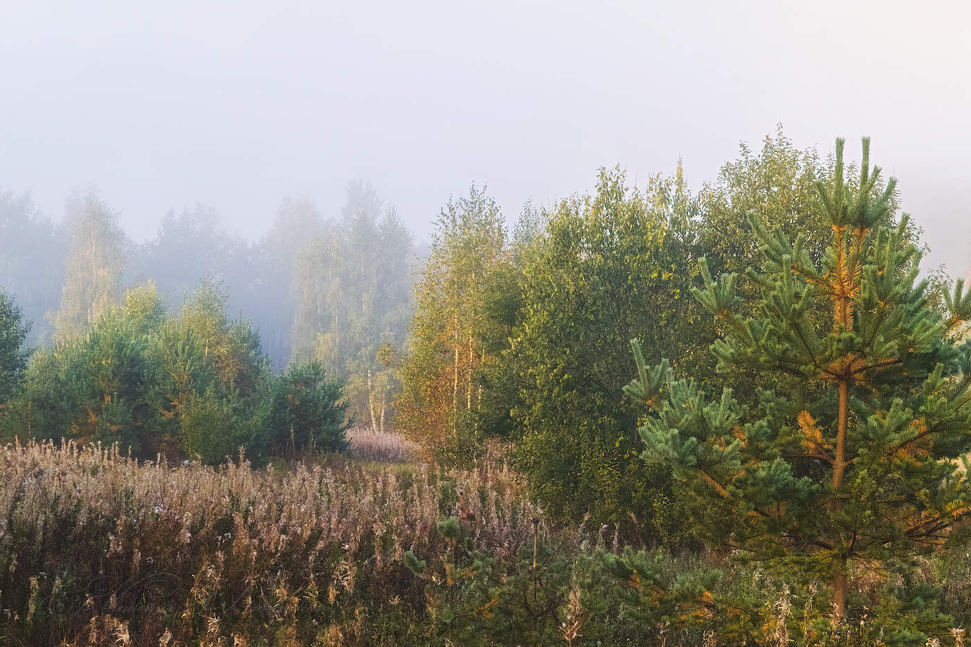 Осенний туман