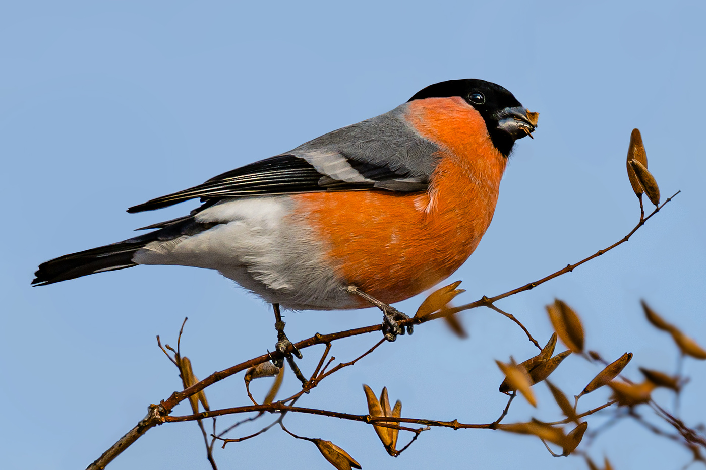 Красногрудый