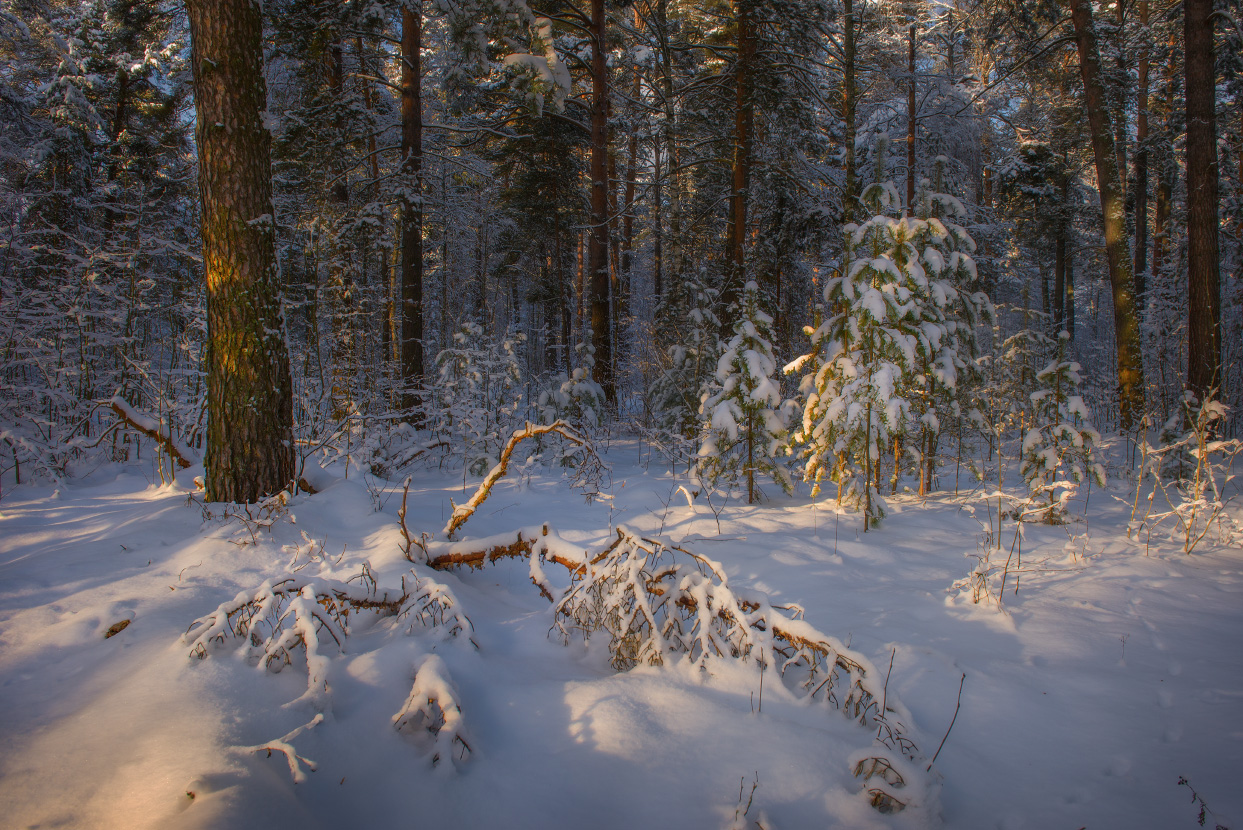 Здесь что-то леший потерял