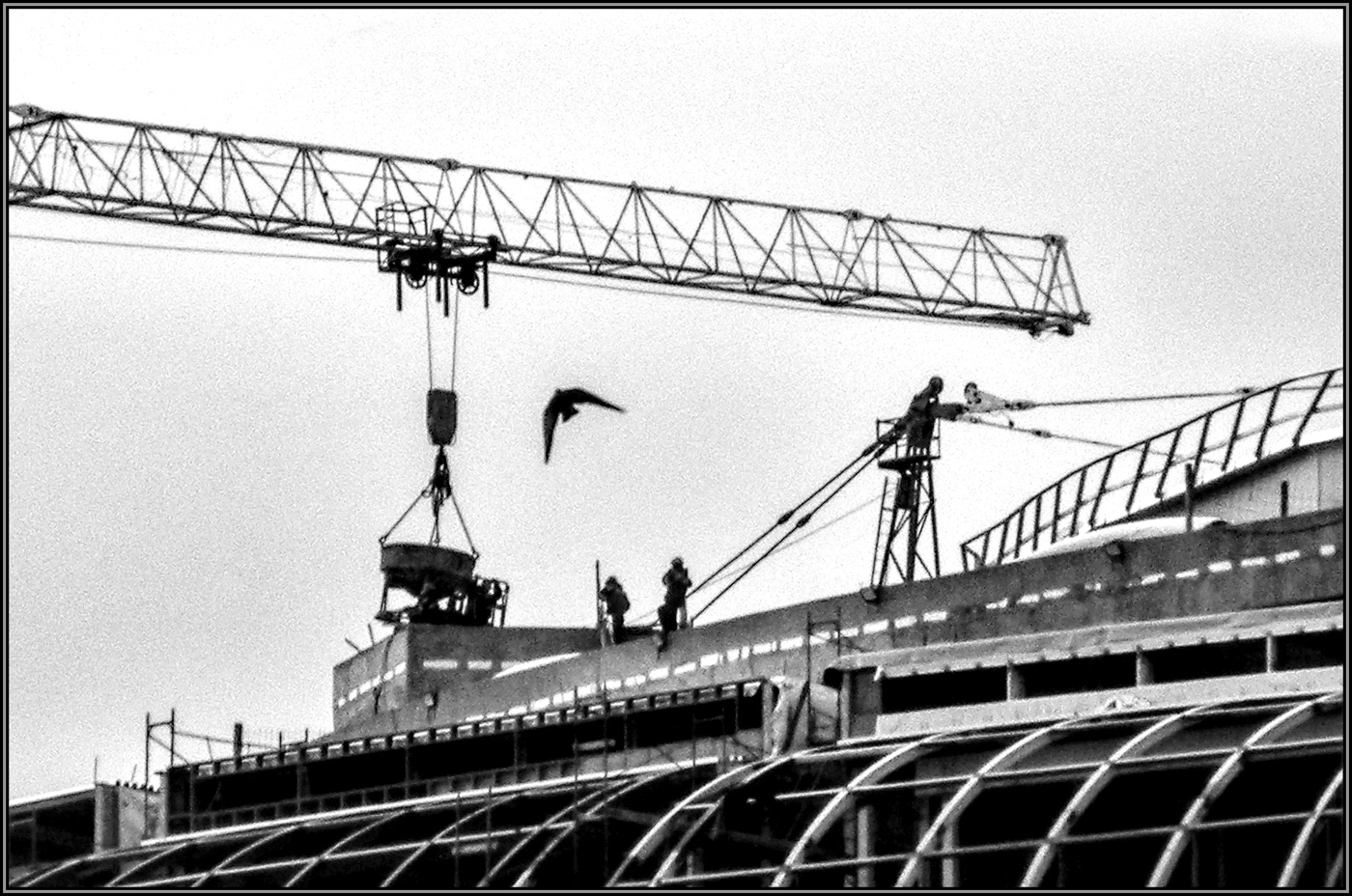 ... "Большая птица" ....