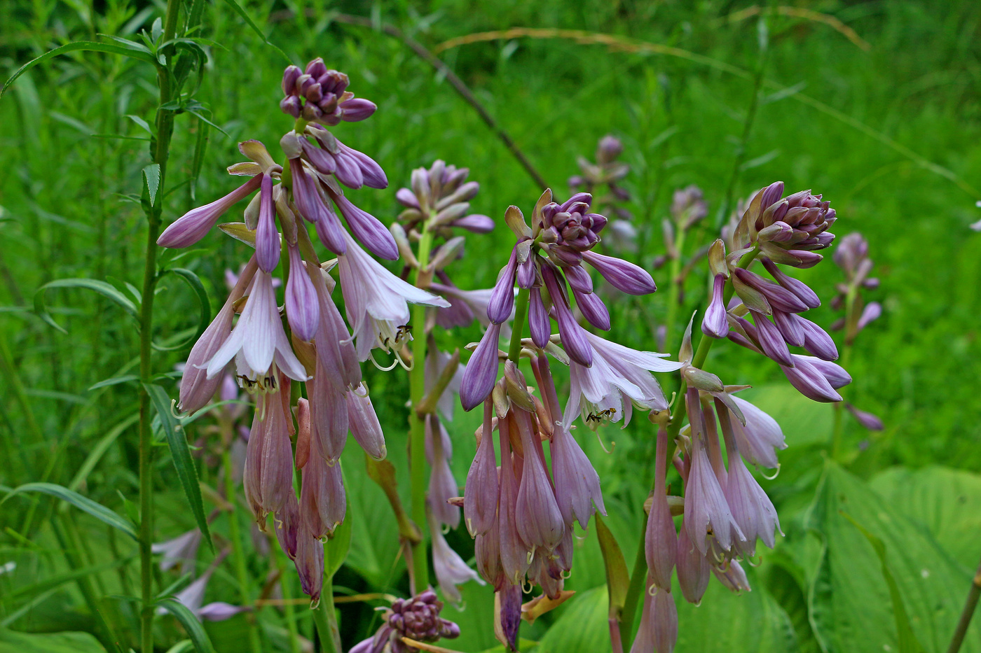 Полевые цветы